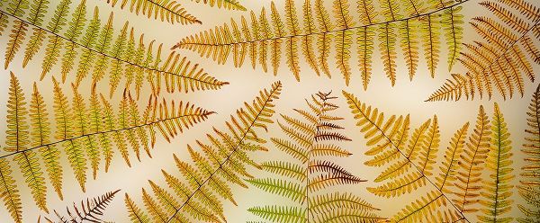 Jaynes Gallery 아티스트의 USA-Washington State-Seabeck Panoramic of bracken fern pattern작품입니다.